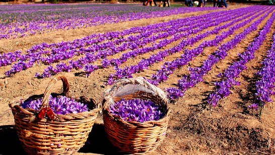 برداشت بیش از هزار کیلوگرم زعفران از مزارع استان همدان