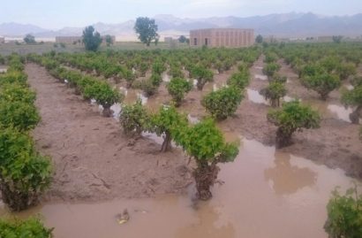 سیل به یک هزار هکتار از زمین‌های زراعی استان همدان خسارت زد