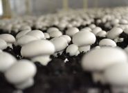 تولید ۴۵ درصد قارچ استان همدان در بهار